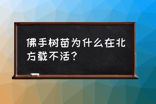 佛手苗多少钱一棵 佛手树苗为什么在北方载不活？