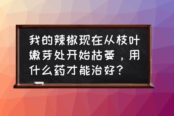 辣椒常见病害图片与防治 我的辣椒现在从枝叶嫩芽处开始枯萎，用什么药才能治好？