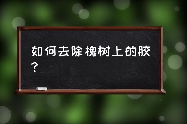 国槐种好后用什么药物促进生长 如何去除槐树上的胶？