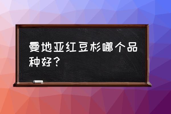 曼地亚红豆杉 曼地亚红豆杉哪个品种好？