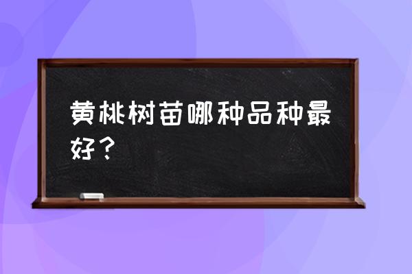 黄桃苗哪里买最好 黄桃树苗哪种品种最好？