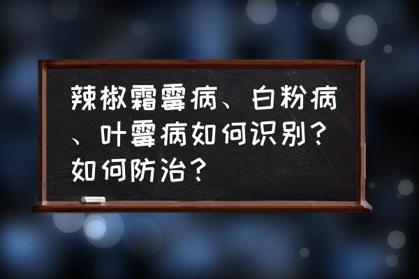 辣椒水分测量仪哪种好 辣椒霜霉病、白粉病、叶霉病如何识别？如何防治？