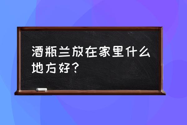 酒瓶兰的家庭养殖方法图片大全 酒瓶兰放在家里什么地方好？