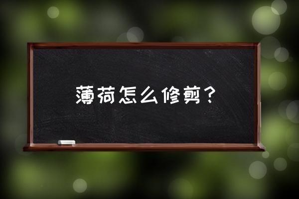 怎么摘薄荷叶不影响生长 薄荷怎么修剪？