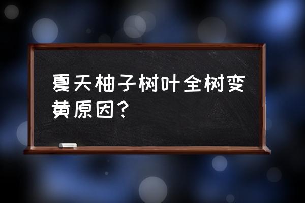 红心柚子果实发黄 夏天柚子树叶全树变黄原因？