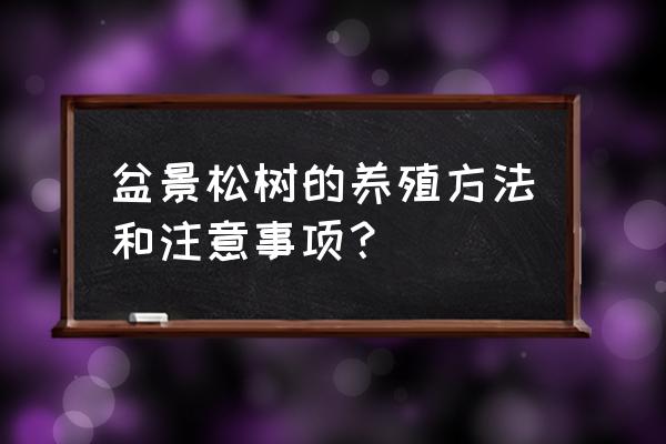 盆栽雪松的养殖方法 盆景松树的养殖方法和注意事项？