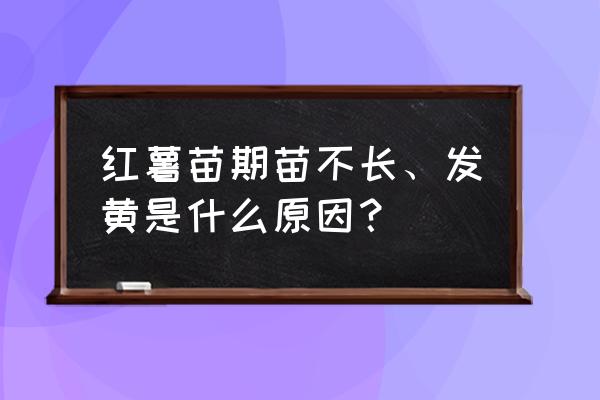 红薯秧发黄不长怎么治 红薯苗期苗不长、发黄是什么原因？