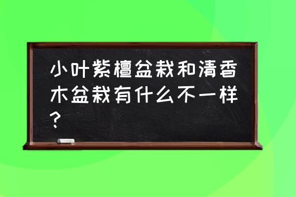 清香木盆景造型方法 小叶紫檀盆栽和清香木盆栽有什么不一样？