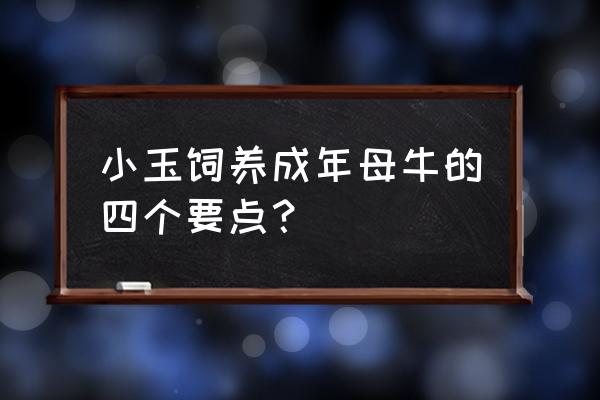 母牛如何正确饲养管理 小玉饲养成年母牛的四个要点？