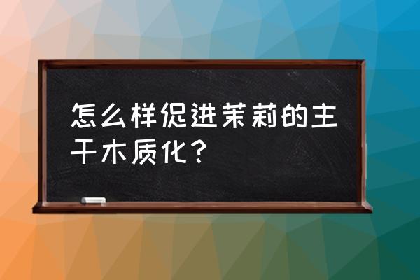 茉莉花枝条徒长怎么办 怎么样促进茉莉的主干木质化？