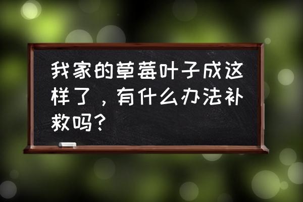 草莓叶子发黄发干如何补救 我家的草莓叶子成这样了，有什么办法补救吗？