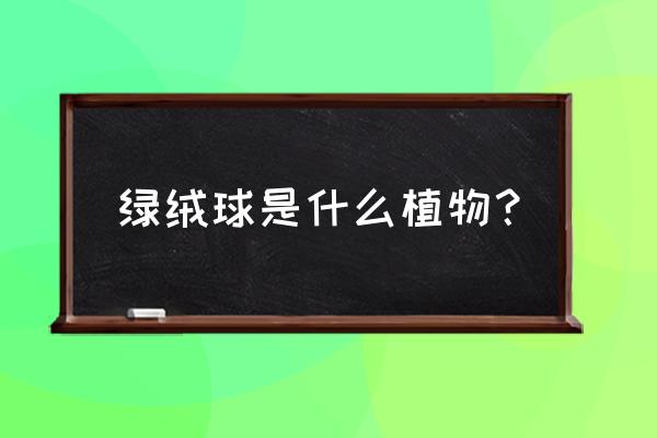 绿毛球在家养有禁忌吗 绿绒球是什么植物？