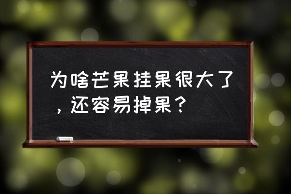 芒果吃多了的坏处 为啥芒果挂果很大了，还容易掉果？