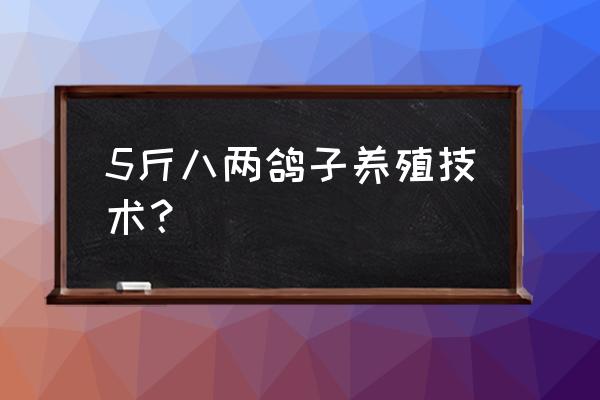 鸽舍防潮最好的方法 5斤八两鸽子养殖技术？