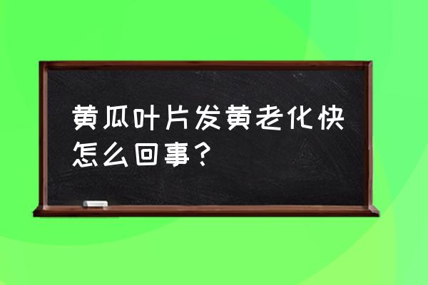 黄瓜生长得不好怎么回事 黄瓜叶片发黄老化快怎么回事？