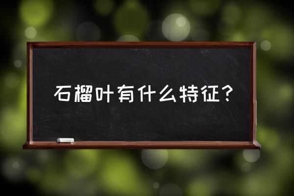 石榴叶泡水喝有什么功效与禁忌 石榴叶有什么特征？