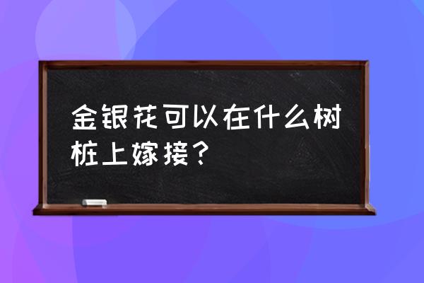 金银花苹果煲水的功效 金银花可以在什么树桩上嫁接？