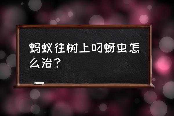 果树有很多黑蚂蚁怎么治 蚂蚁往树上叼蚜虫怎么治？