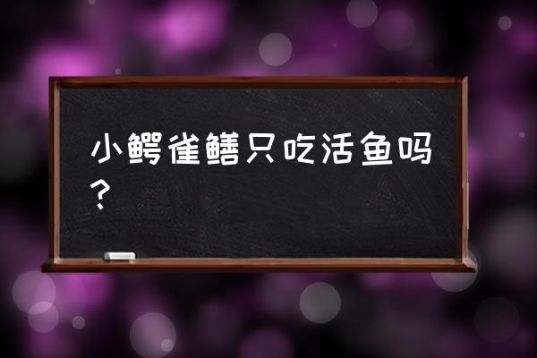 养殖黄鳝如何选鱼苗 小鳄雀鳝只吃活鱼吗？