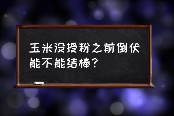 玉米倒伏最简单方法 玉米没授粉之前倒伏能不能结棒？