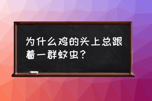 鸡驱蚊虫最好方法 为什么鸡的头上总跟着一群蚊虫？