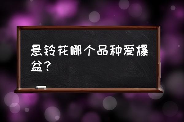 这几款花容易爆盆 悬铃花哪个品种爱爆盆？