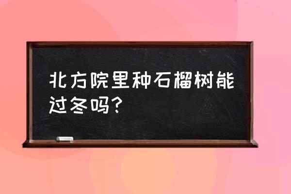 盆栽石榴树室内能过冬 北方院里种石榴树能过冬吗？