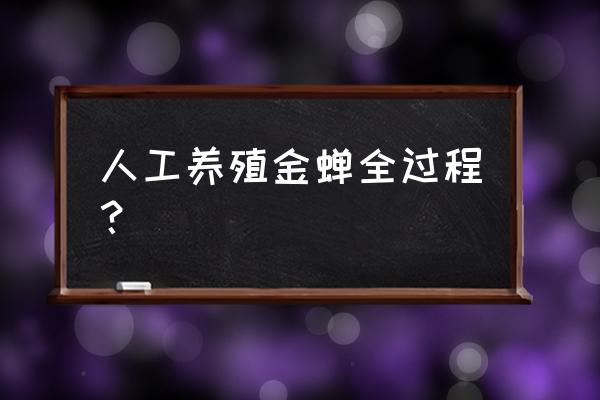 aj34鞋面如何清理纱网 人工养殖金蝉全过程？