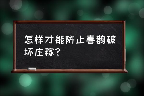 喜鹊吃小鸟怎么办有什么办法 怎样才能防止喜鹊破坏庄稼？