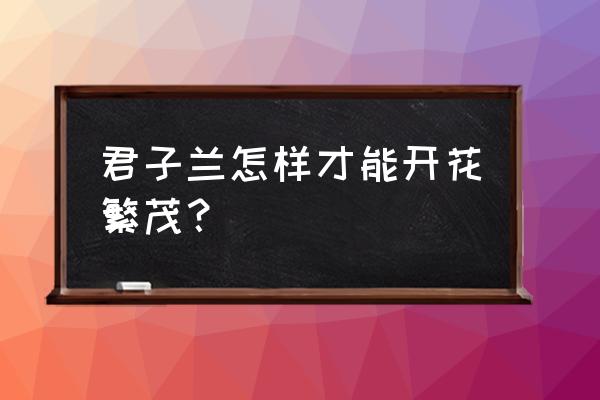 怎样种植君子兰长得快 君子兰怎样才能开花繁茂？