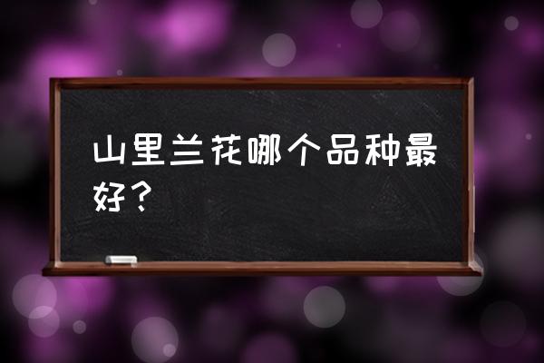 中国十大兰花都是什么品种 山里兰花哪个品种最好？