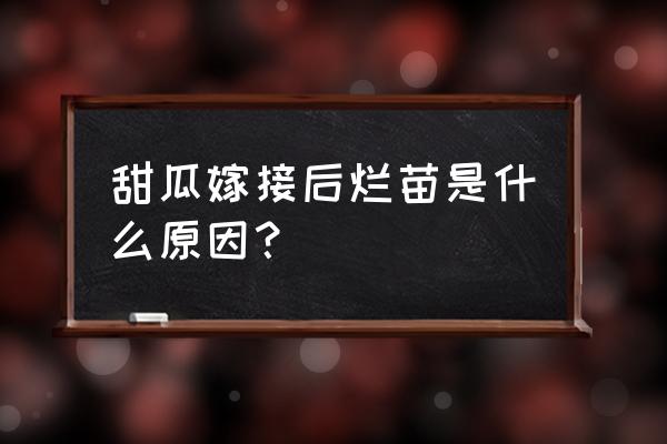 防治甜瓜黑星病用什么药 甜瓜嫁接后烂苗是什么原因？