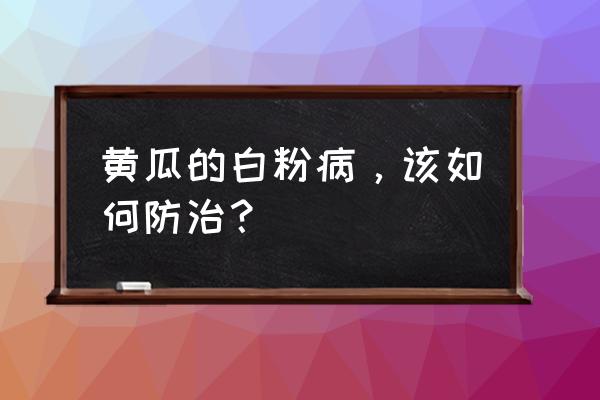 西瓜出现白粉病打什么药最好 黄瓜的白粉病，该如何防治？