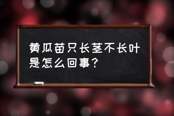 黄瓜只长苗不长瓜怎么办 黄瓜苗只长茎不长叶是怎么回事？