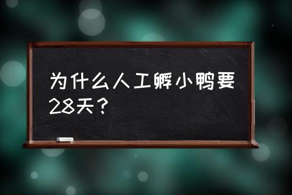 鸭蛋孵化1-28天过程图 为什么人工孵小鸭要28天？