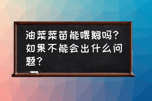 婴儿吃油菜注意事项 油菜菜苗能喂鹅吗？如果不能会出什么问题？