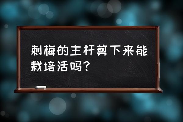 刺梅的修剪示意图 刺梅的主杆剪下来能栽培活吗？