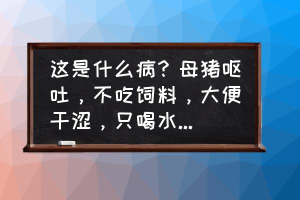 猪呕吐不吃是怎么回事 这是什么病？母猪呕吐，不吃饲料，大便干涩，只喝水体温正常？