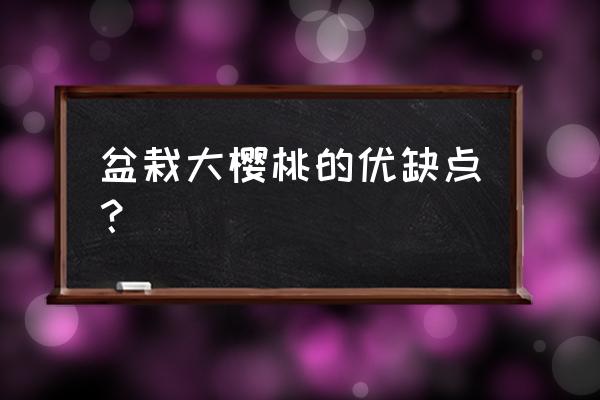 真正的樱桃盆栽 盆栽大樱桃的优缺点？