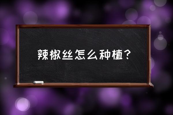 辣椒苗栽培全过程 辣椒丝怎么种植？