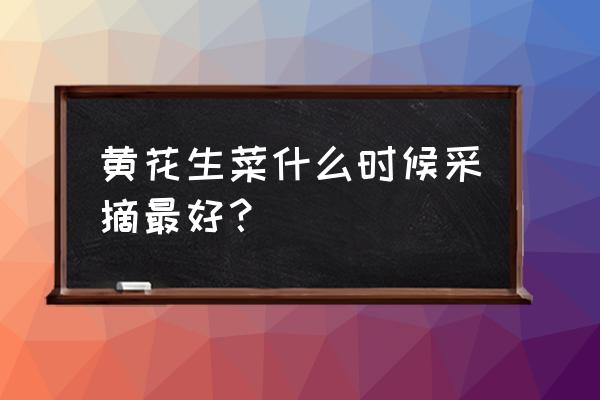 忘忧草在哪买到 黄花生菜什么时候采摘最好？