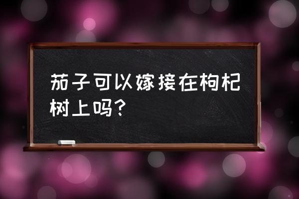 茄子和西红柿嫁接方法 茄子可以嫁接在枸杞树上吗？