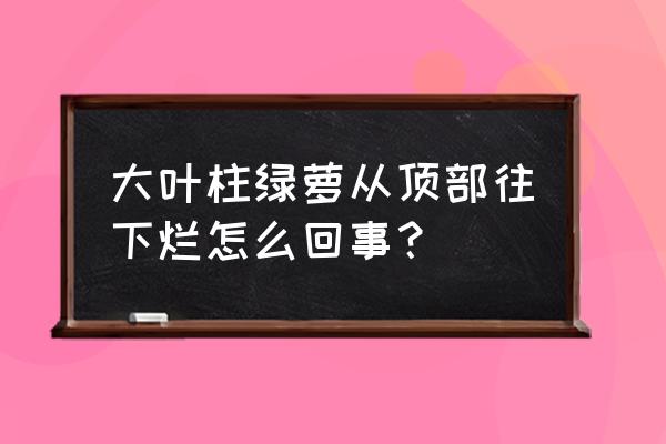 怎样让绿萝不要往下长 大叶柱绿萝从顶部往下烂怎么回事？