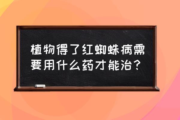 最有效杀灭红蜘蛛的办法 植物得了红蜘蛛病需要用什么药才能治？