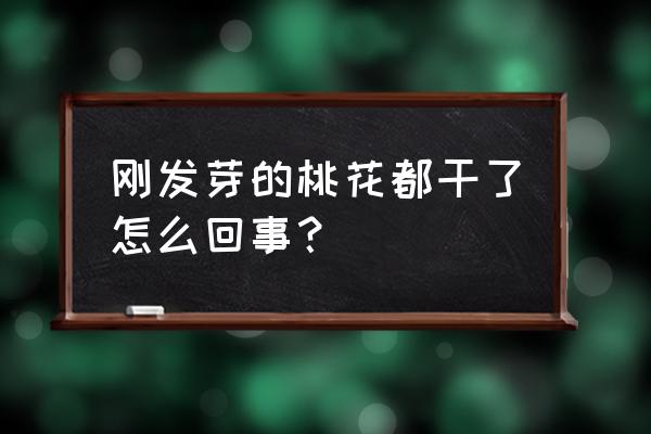 桃花枝生根后怎么养 刚发芽的桃花都干了怎么回事？