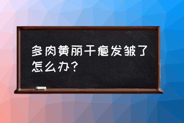 黄丽多久浇水一次最好 多肉黄丽干瘪发皱了怎么办？