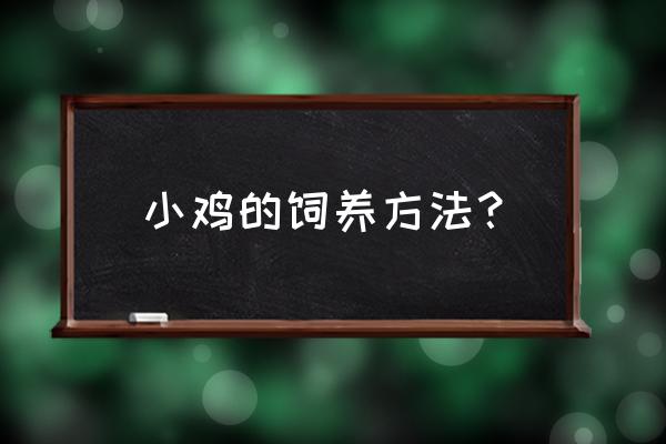 雏鸡的饲养管理工作要点 小鸡的饲养方法？