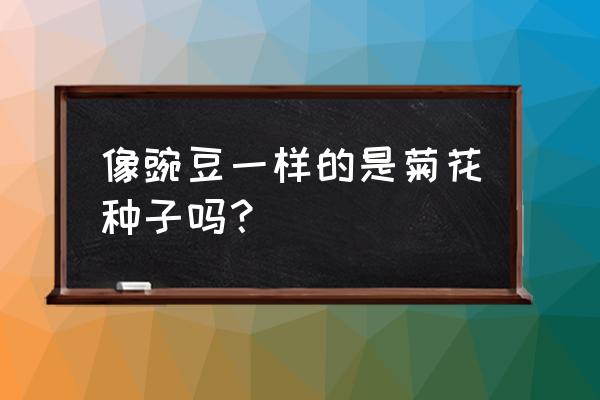 云实种子可食用吗 像豌豆一样的是菊花种子吗？