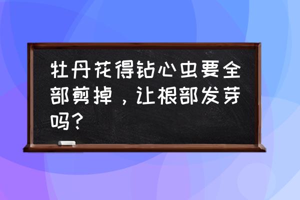 盆栽牡丹烂根了怎么急救 牡丹花得钻心虫要全部剪掉，让根部发芽吗？