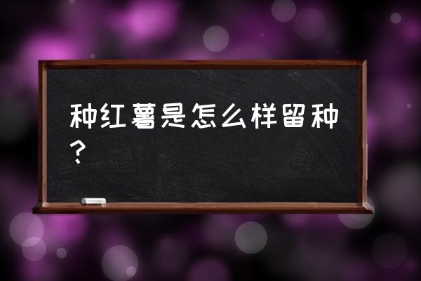 红薯怎么育苗 种红薯是怎么样留种？